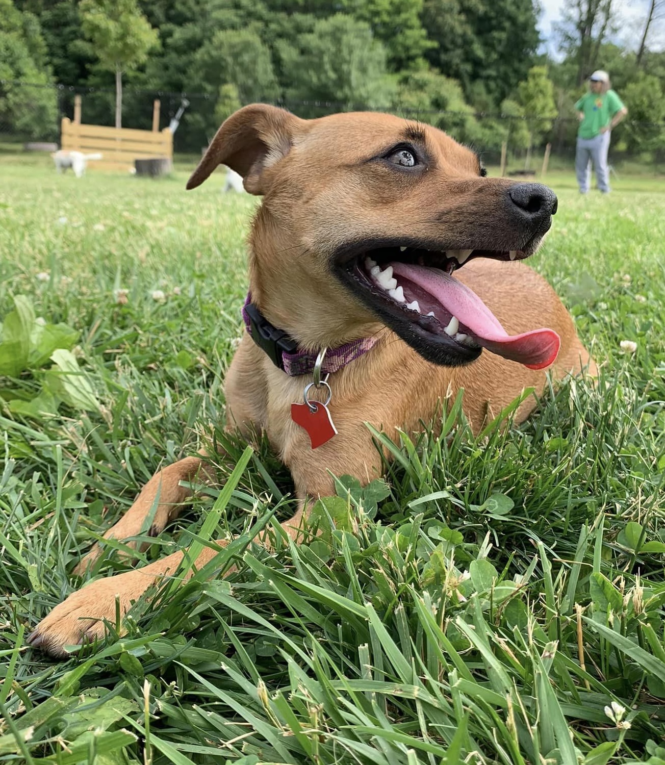 A dog lying on the grass