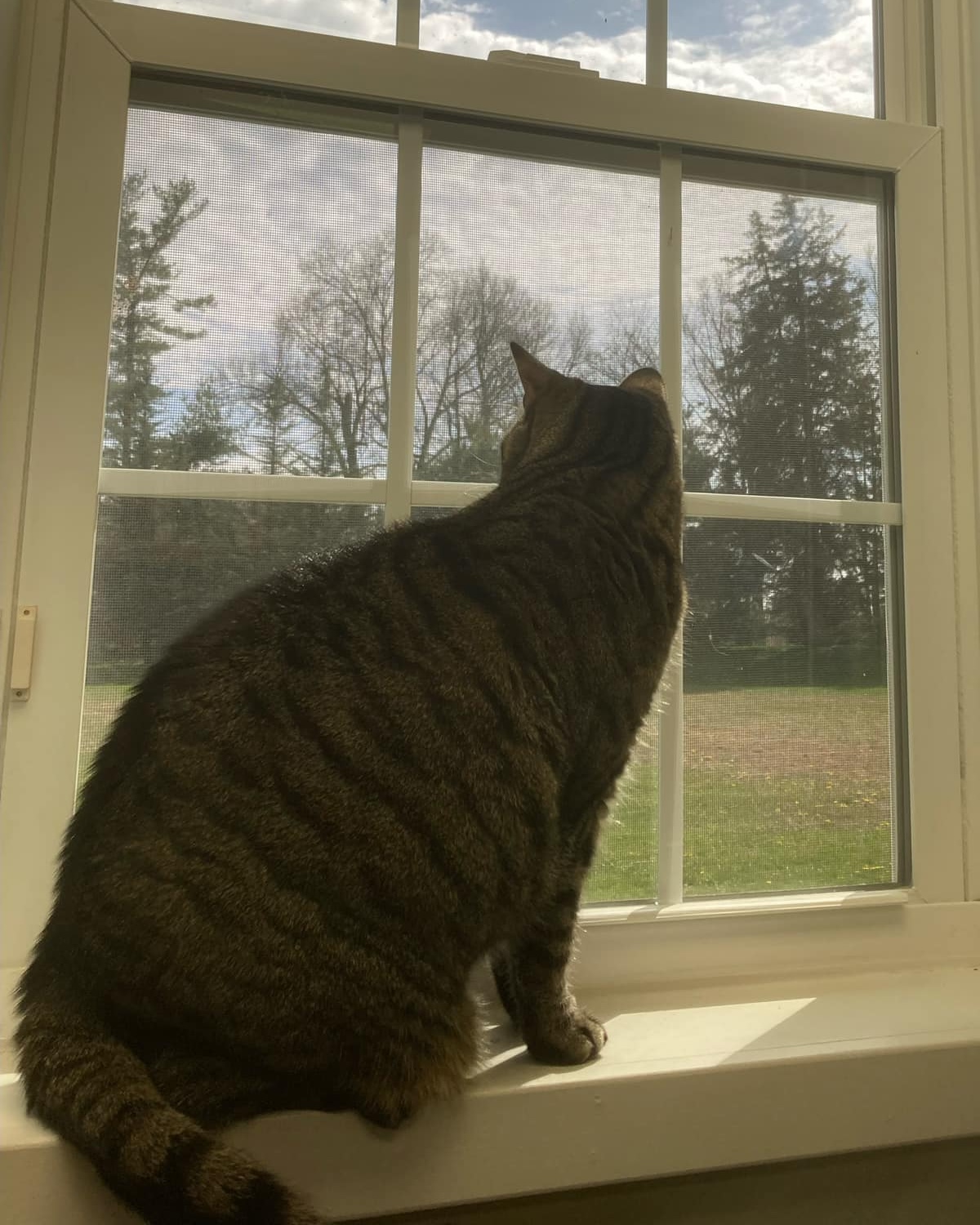 A cat sitting on window sill and looking out