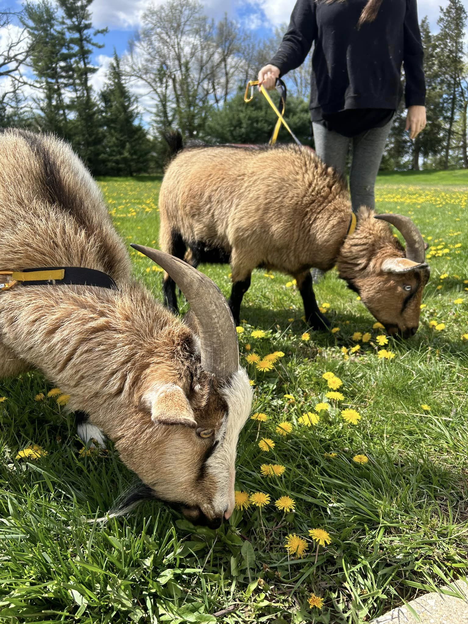 Two goats grazing on a field