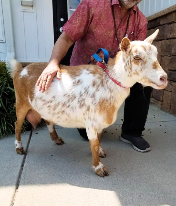 A man kneeling down beside a goat