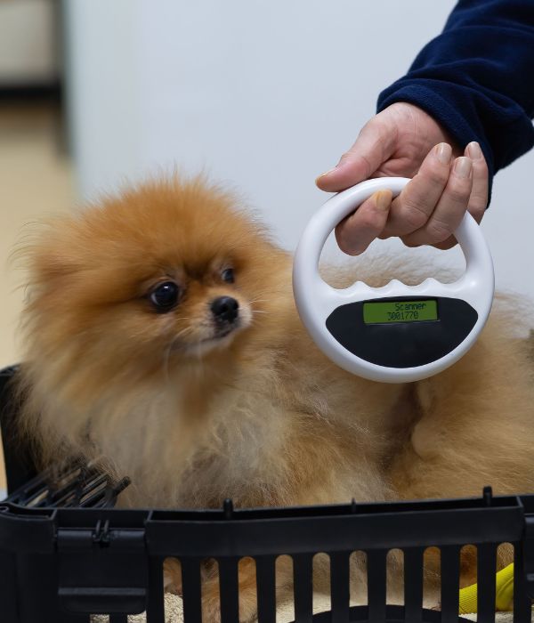 Vet scanning microchip implant of a dog