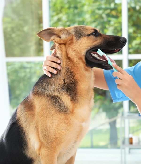 A vet staff brushing a dog's teeth