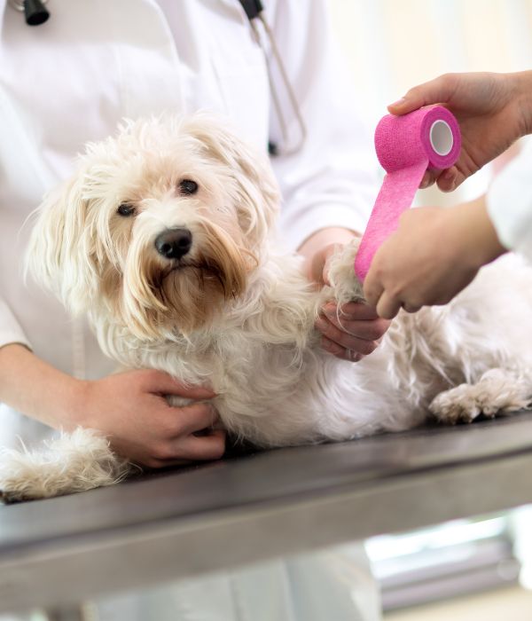 Vet putting bandage to a Maltese dog