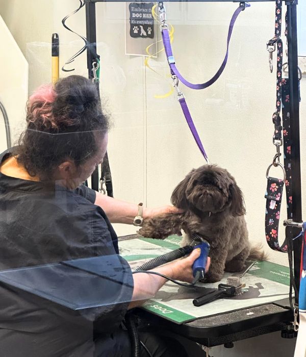 Groomer grooming a dog