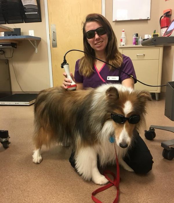 Vet staff doing laser therapy on a dog