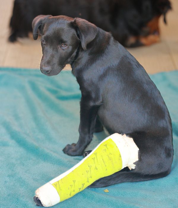 Puppy with back leg bandaged