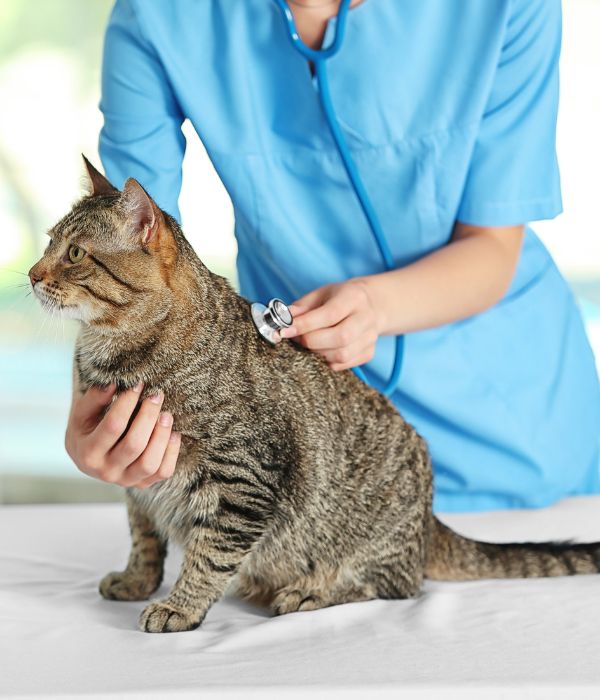 Vet examining a cat with a stethoscope