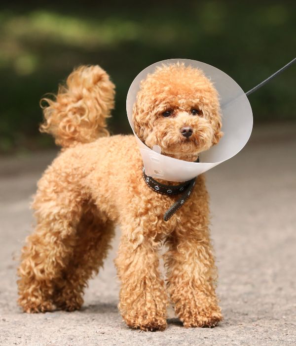 A dog wearing surgery collar standing on road