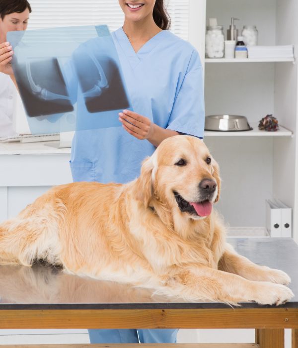 A dog on a table with vet examining its x-ray