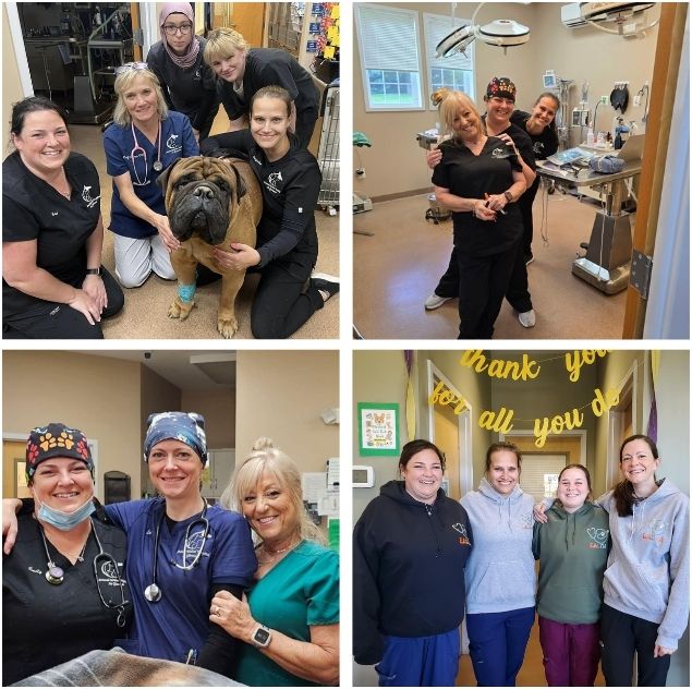 Veterinary team collage image