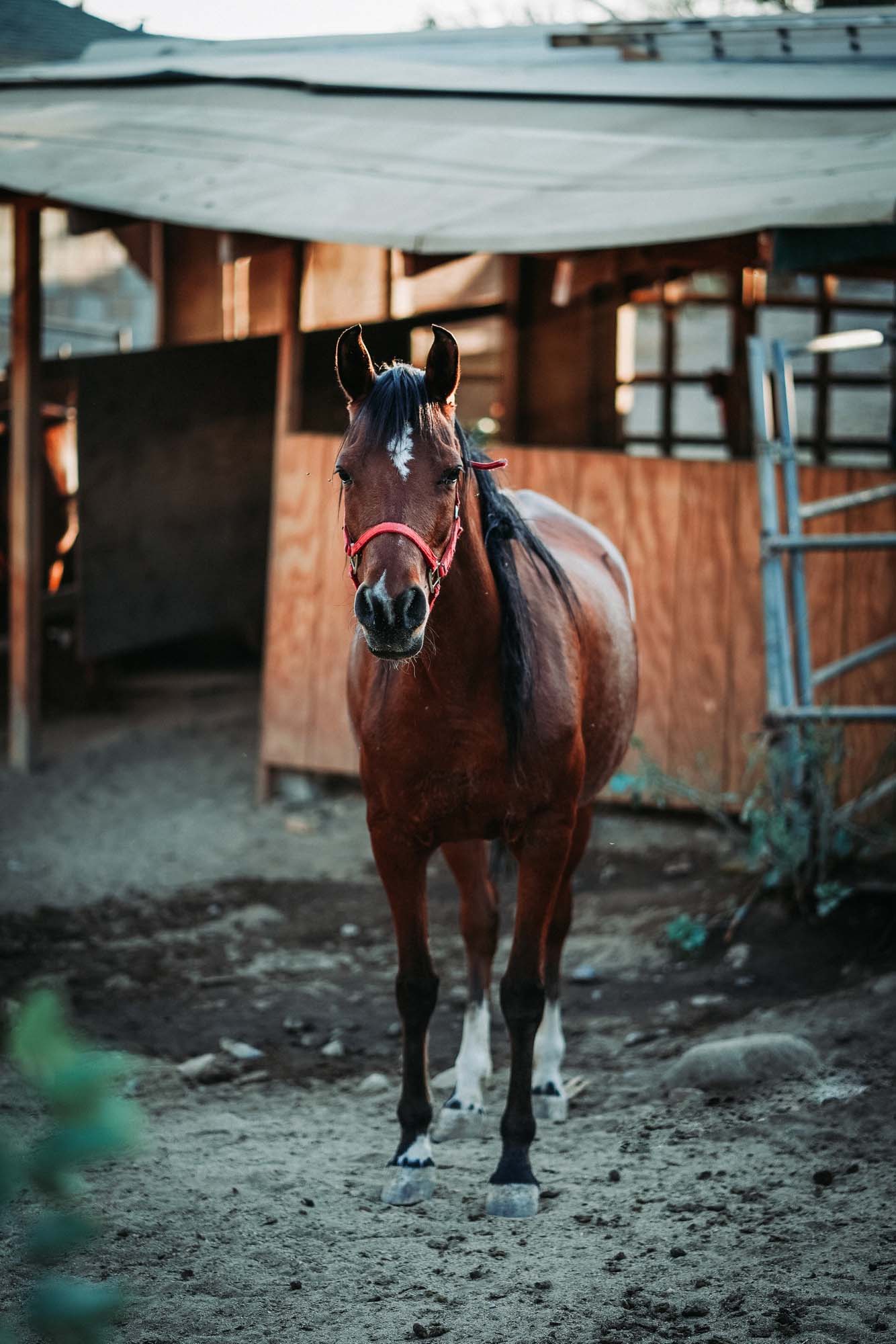 horse standing on a sandy ground