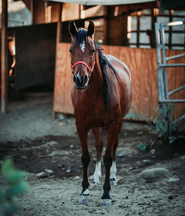 horse standing on a sandy ground